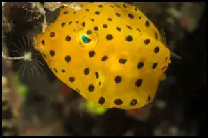 Boxfish