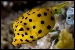 Boxfish 