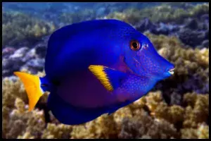 Purple Tang close up