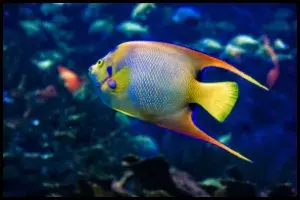 Queen Angelfish