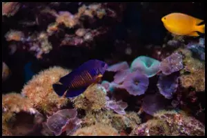 Coral Beauty