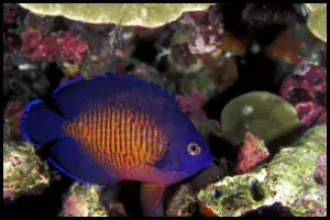 Coral Beauty