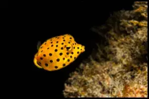 Boxfish