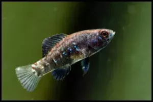 Pygmy Sunfish