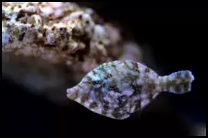 FileFish