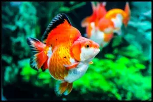 Goldfish Feeding