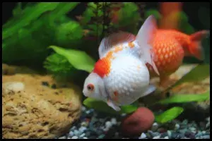 Goldfish Bloat