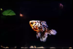 Calico Goldfish Dark Background