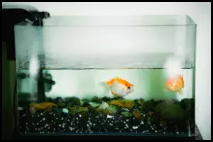 Small Tank Goldfish