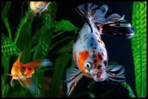 Best Goldfish for an Outdoor Pond