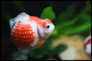 Goldfish With Dropsy