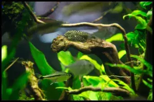 Hillstream loach Feeding