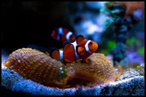 Clownfish compatibility