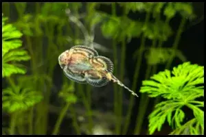 Hillstream loach