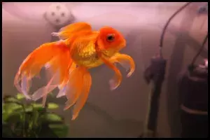 Long Fin Goldfish Ranchu