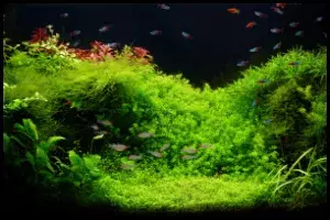 Night aquascape