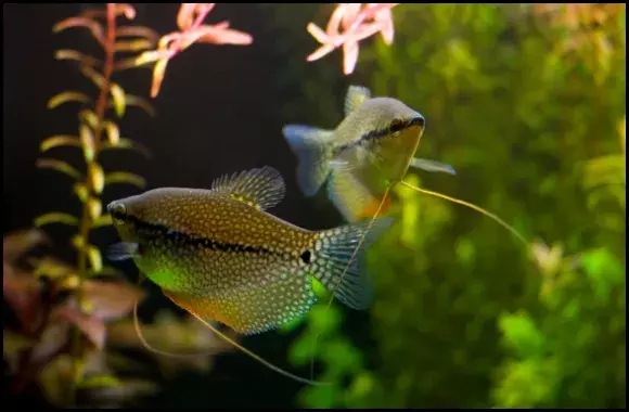 Pearl Gourami with plants