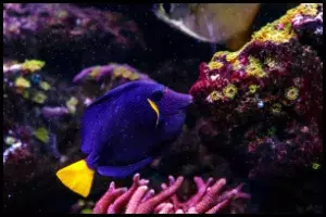 Purple Tang