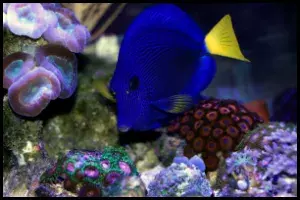 Purple Tang