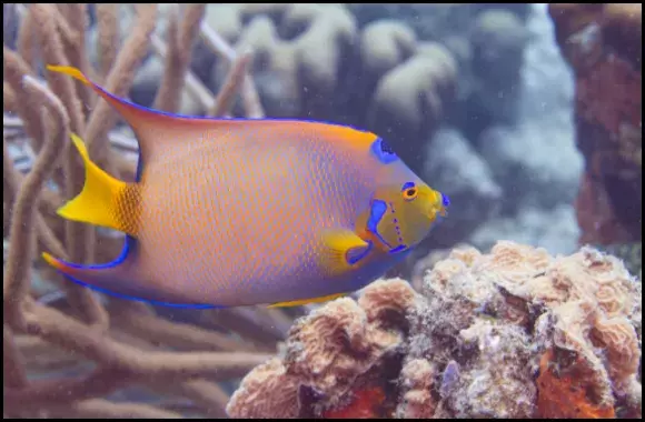 Queen Angelfish