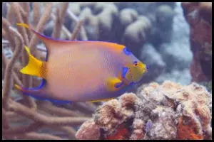 Queen Angelfish