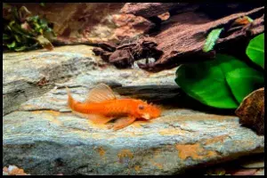 Red Bristlenose pleco