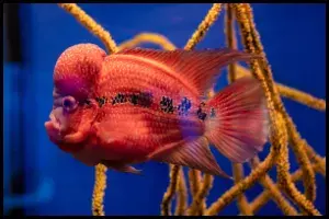Red flowerhorn fish