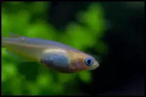 Environmental Impact Japanese Rice Fish