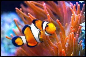 Standard clownfish