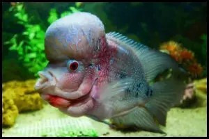 Flowerhorn fish