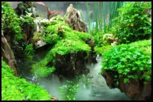 Aquarium Hydroponics