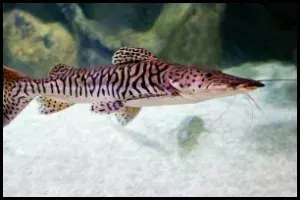 Tiger Shovelnose