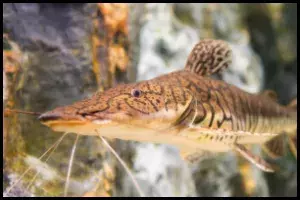 Tiger Shovelnose