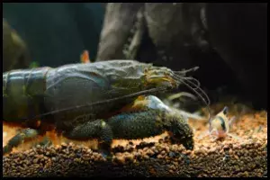 Vampire Shrimp