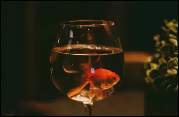 wine glass goldfish