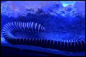 Zebra Moray