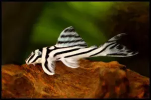 Zebra Pleco