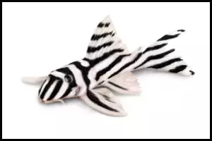 Zebra Pleco