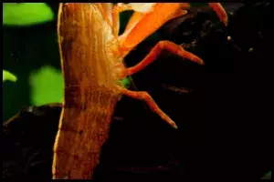 Bamboo Shrimp Diet 