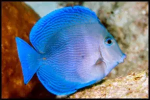 Atlantic Blue Tang Ecosystem