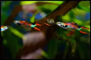 Endlers for Algae