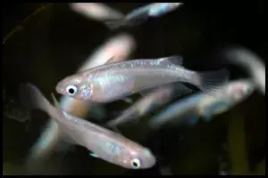 Rice Fish Group Breeding