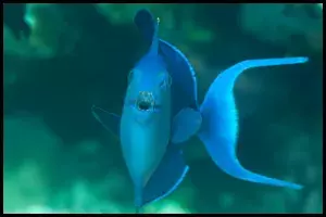 Niger Trigger Feeding
