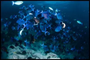 Niger Triggerfish Temperament
