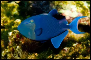 Changing Colors Niger Triggerfish