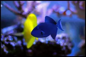 Niger Triggerfish Food
