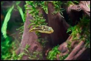 Pea Puffer Compatibility