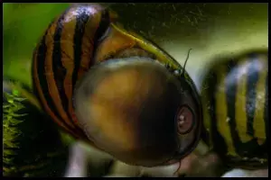 Saltwater Nerite Snails