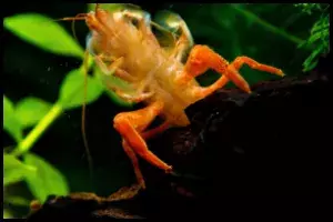 Bamboo Shrimp Feeding 