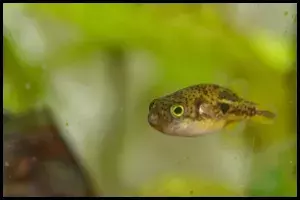 pea puffer side view